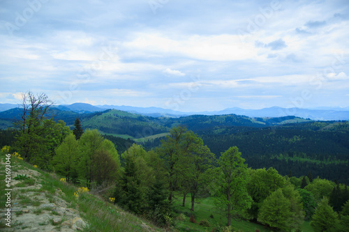 Beautiful nature of the mountains and hill with green trees in summer cloudy day. Stunning landscape with trees, bushes and wildflowers you can see while traveling to the Carpathians mountains. 