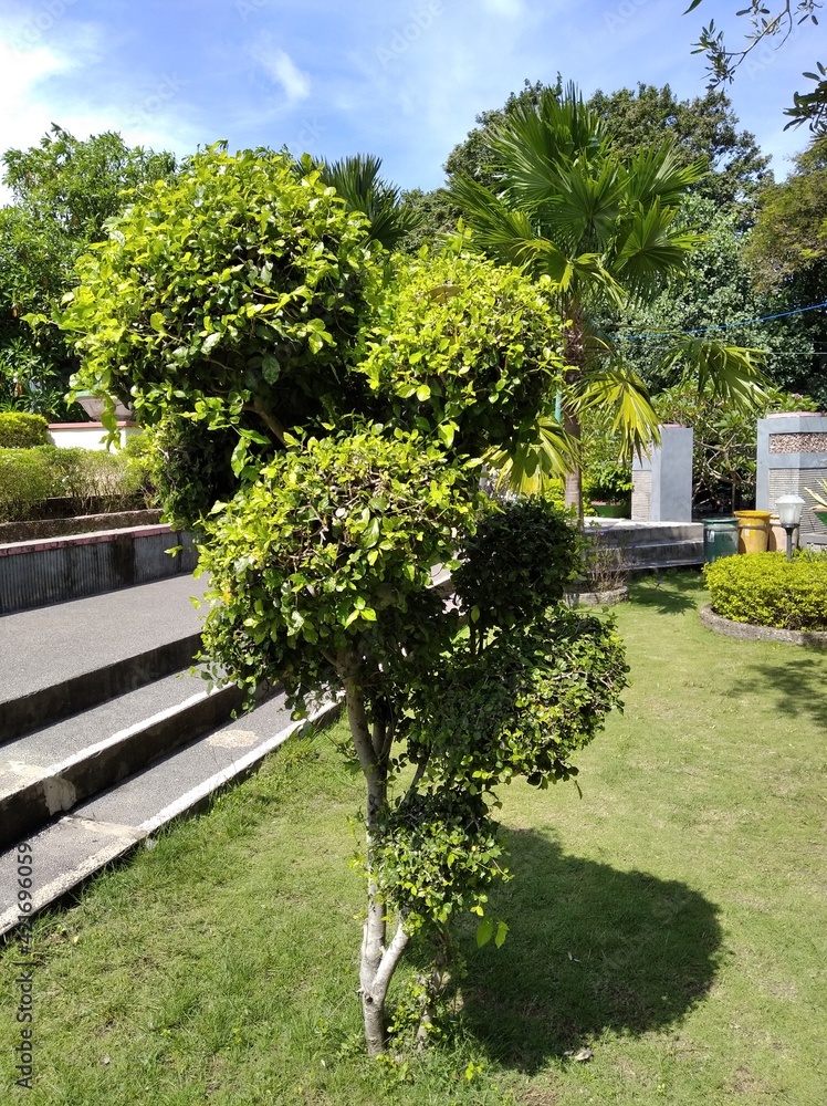 bonsai plants that thrive in garden sangkareang