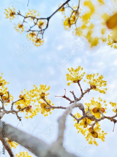 yellow cherry blossom