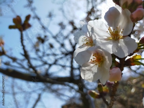 Wallpaper Mural 快晴の青空を背景にした史跡和歌山城の桜(ソメイヨシノ)の花びらをアップにした春の風景(コピースペースあり) Torontodigital.ca