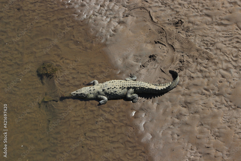 Crocodile in water in rio Tarcoles, Costa Rica Crocodile in water in rio Tarcoles, Costa Rica