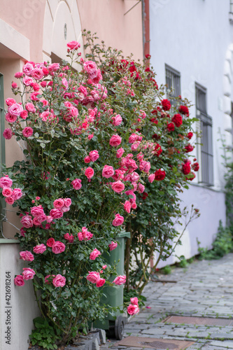 Pink and red rose bushes growing near the wall. Rose flowers in front of the house. © Stefan