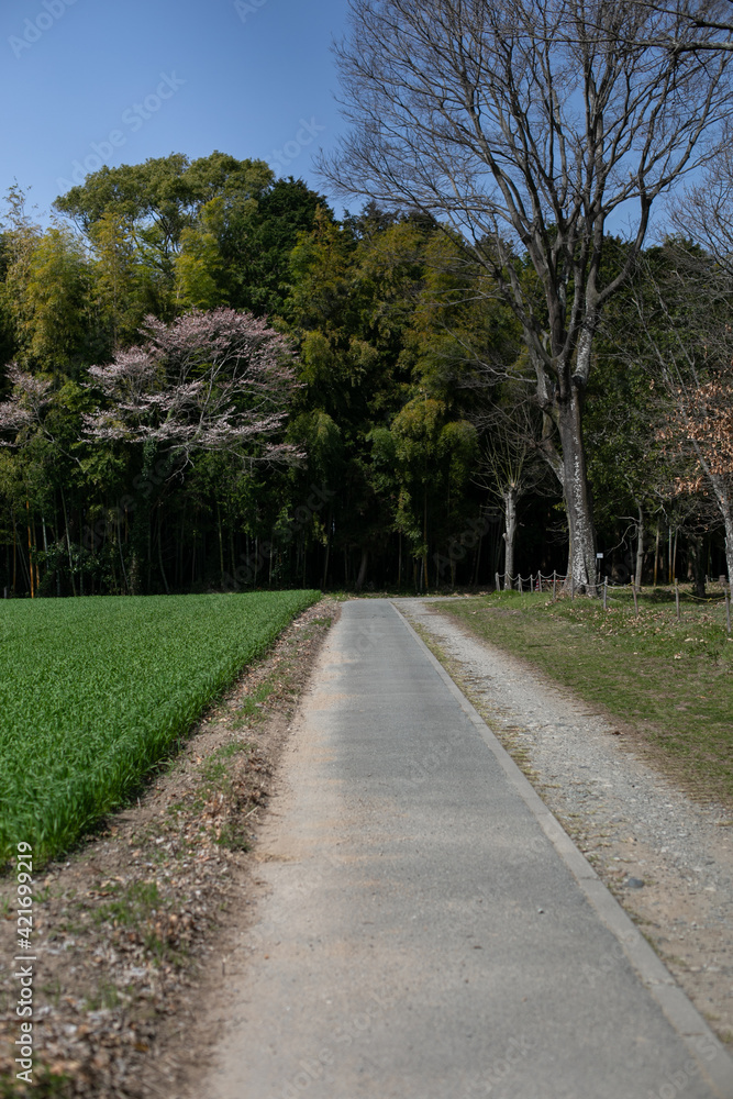 桜の木と藪　一本道