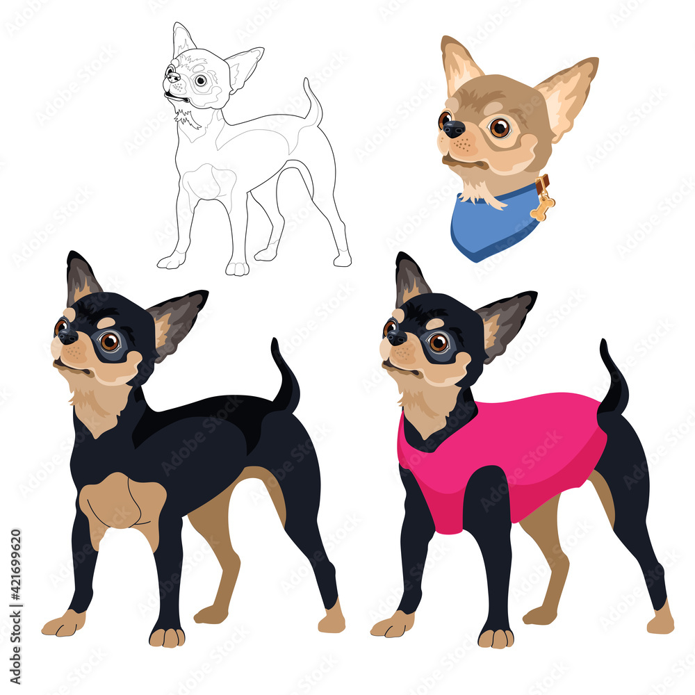 Dog breed Chihuahua. Pet portrait flat and linear. Vector. Dog breed Chihuahua. Pet portrait flat and linear. Vector.