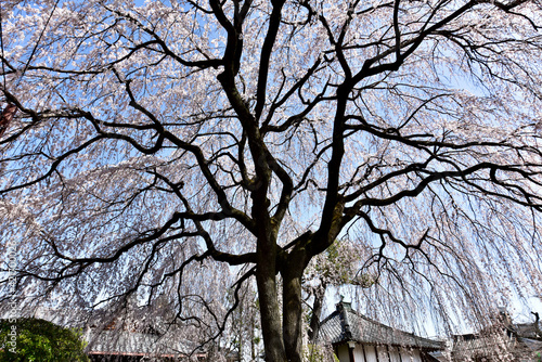 Wallpaper Mural 日本の枝垂れ桜 Torontodigital.ca