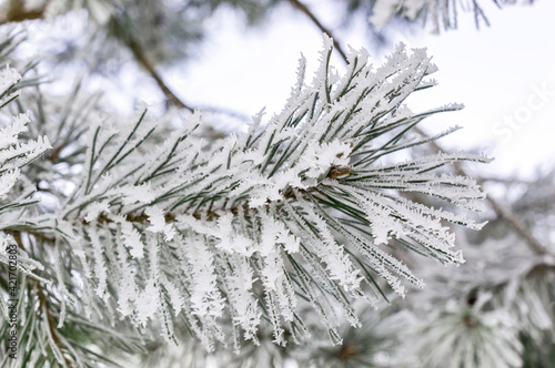 Hoarfrost on fir tree branch.  Close up. Natural winter background. Branch covered by snow.