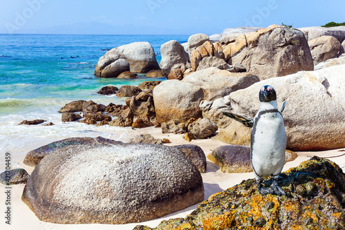  African black-footed penguin