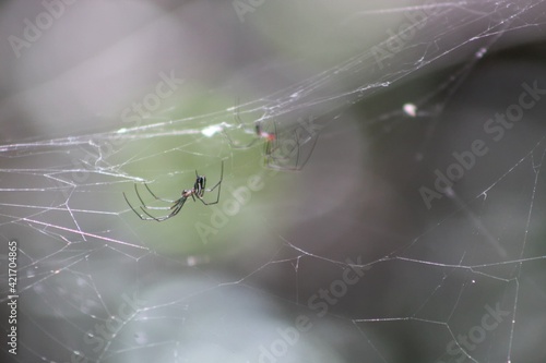 spider and prey in web