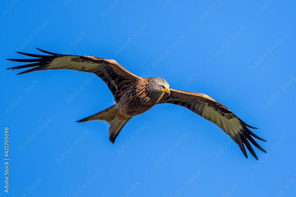 Obraz premium Rotmilan (Milvus milvus)