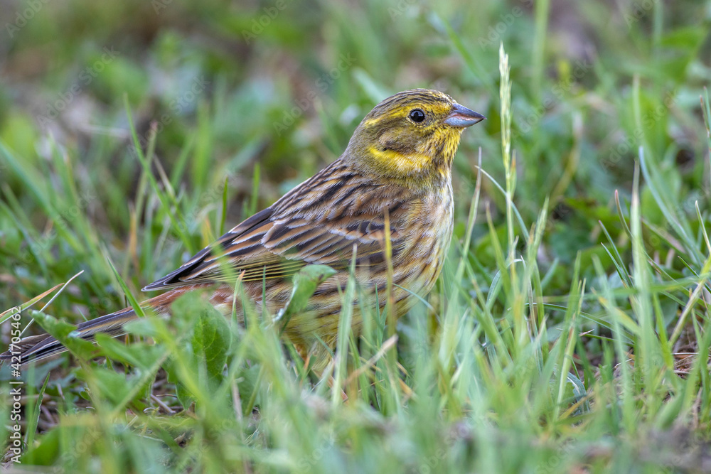 Goldammer (Emberiza citrinella) Weibchen Goldammer (Emberiza citrinella) Weibchen
