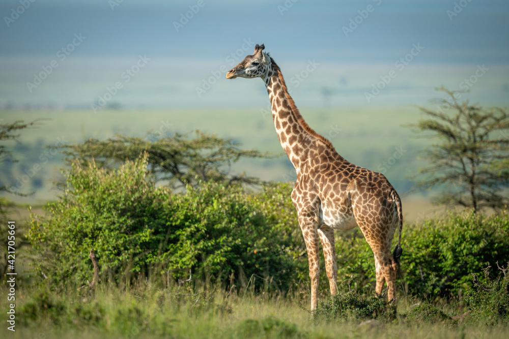 Obraz premium Masai giraffe stands by bushes in sunshine