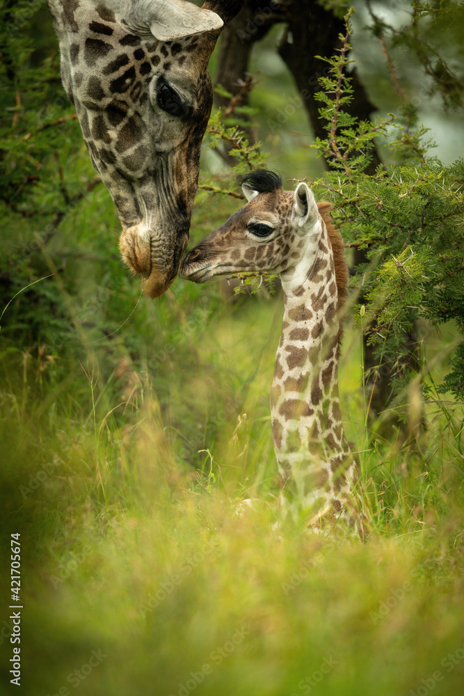 Naklejka premium Masai giraffe lying in grass with mother