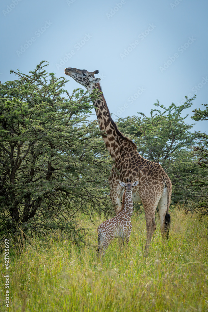Masai giraffe browses by baby in bushes Masai giraffe browses by baby in bushes