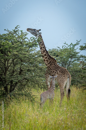 Masai giraffe browses by baby in bushes