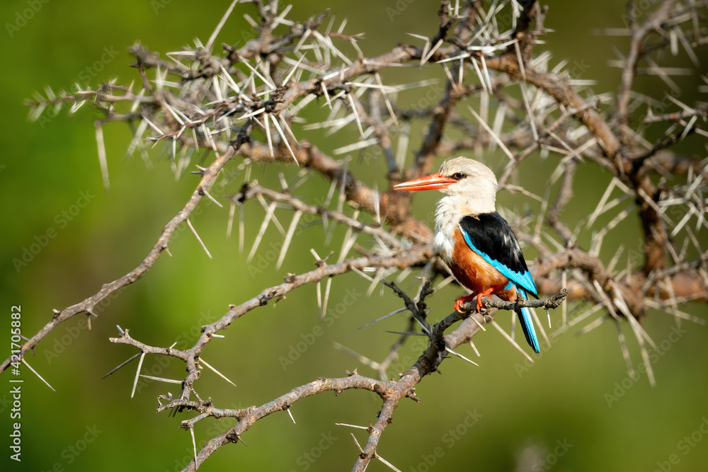 Grey-headed kingfisher perches in thornbush with catchlight Grey-headed kingfisher perches in thornbush with catchlight