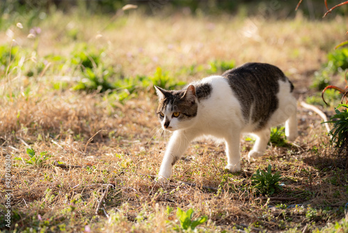 歩く猫 キジトラ猫