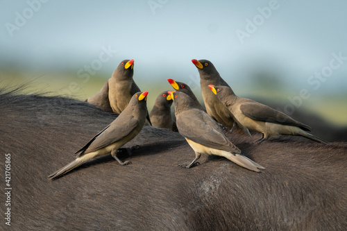 Vászonkép Group of yellow-billed oxpeckers perch on buffalo