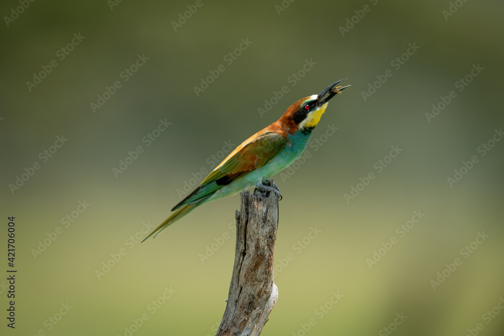 Obraz premium European bee-eater on tree stump eats fly
