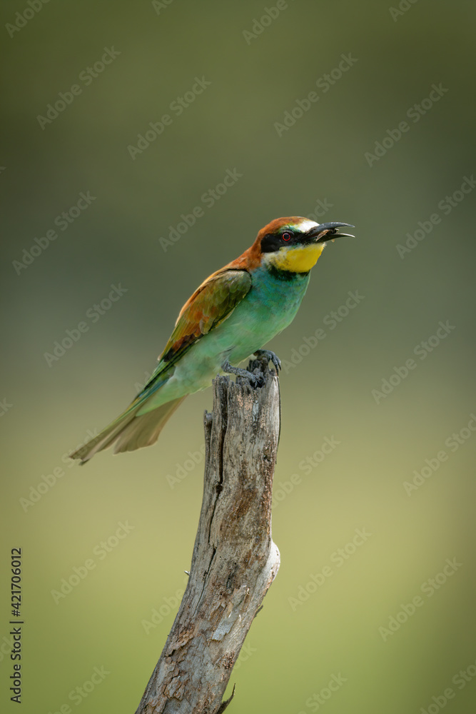 European bee-eater on tree stump eating fly European bee-eater on tree stump eating fly
