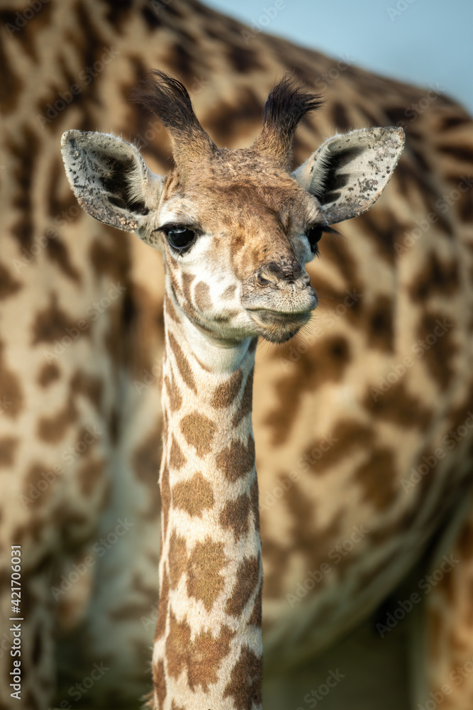 Fototapeta premium Close-up of young Masai giraffe beside mother