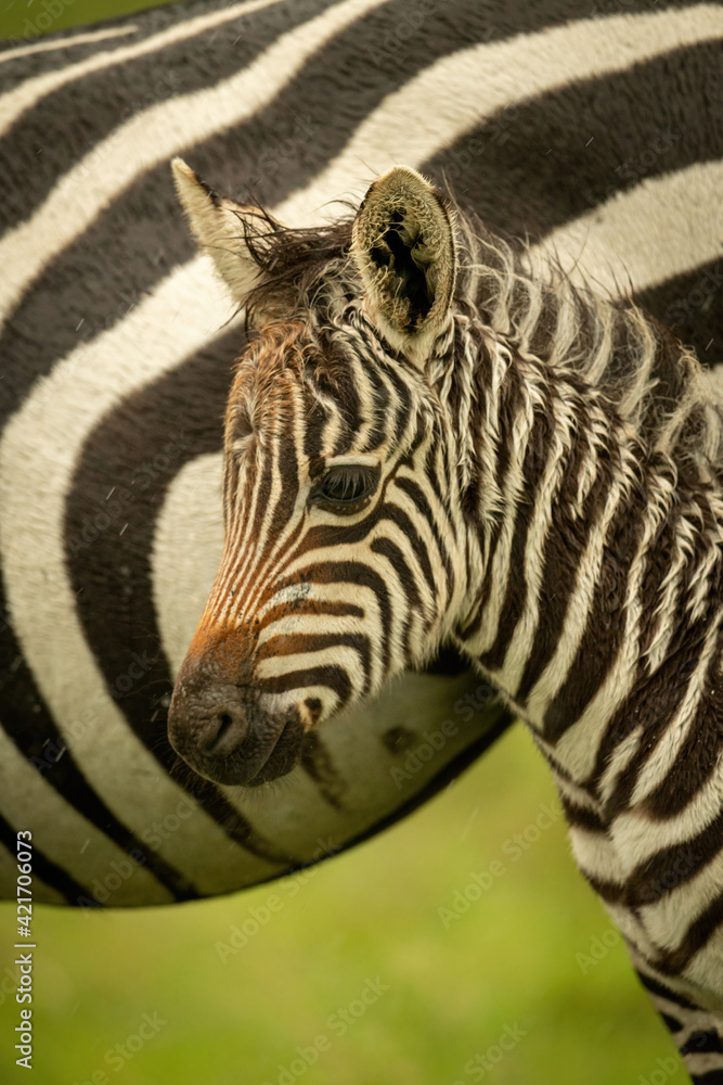 Fototapeta premium Close-up of plains zebra foal eyeing camera
