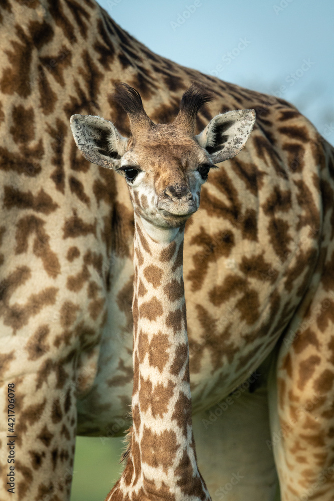 Close-up of Masai giraffe standing near mother Close-up of Masai giraffe standing near mother