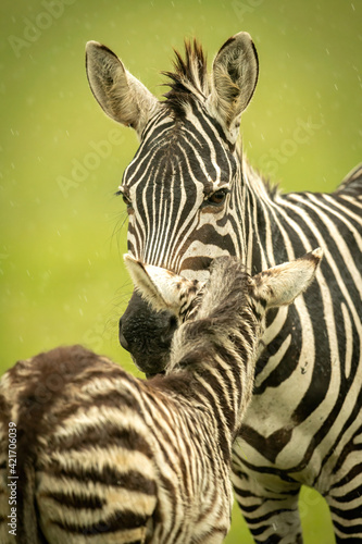 Fényképezés Close-up of plains zebra nuzzling bedraggled foal