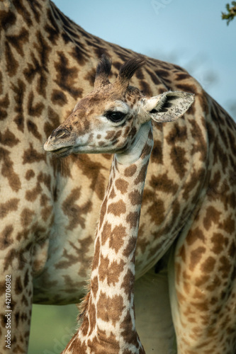 Close-up of Masai giraffe standing by mother
