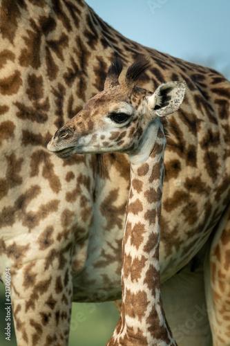Close-up of Masai giraffe standing beside mother