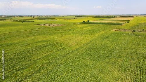 Aerial view of landscape sunflower field near city of Plovdiv, Bulgaria photo