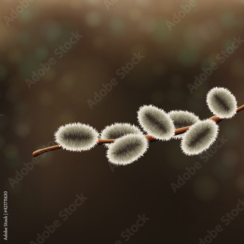 Realistic image of a pussy willow branch in vector