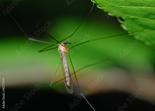 Close-up view of a long-legged mosquito