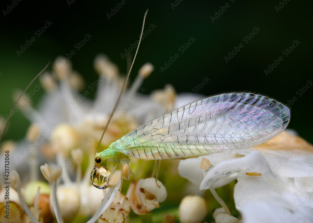 Close up view of a Green Lacewing Butterfly holding a drop of water with its front paws