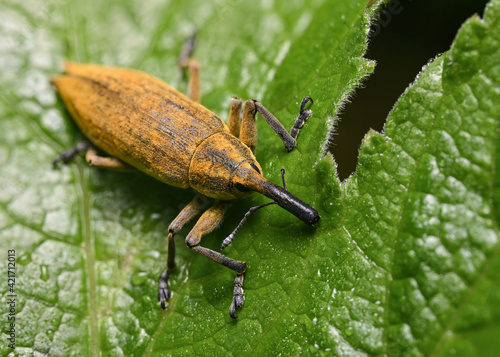 Close up view of a red weevil bug on a tree leaf