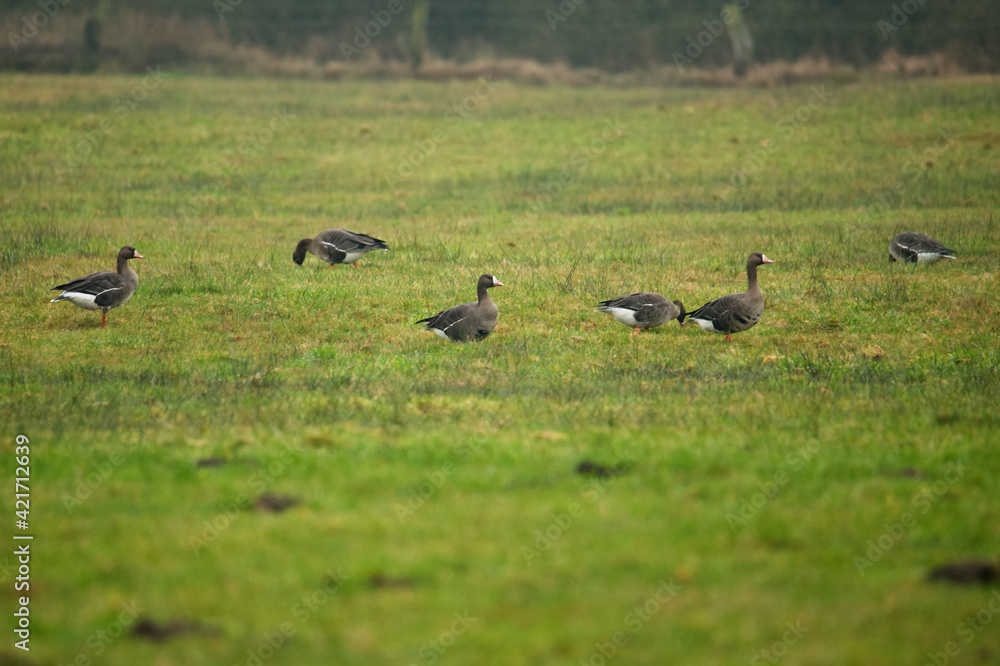 Blässgans (Anser albifrons Blässgans (Anser albifrons
