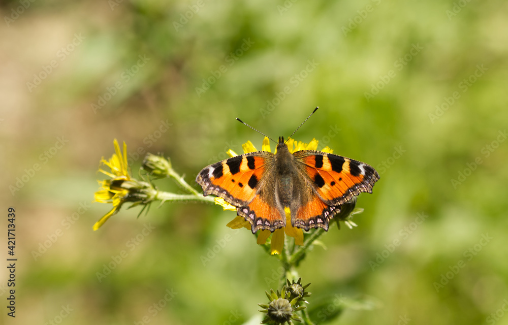 Kleiner Fuchs (Aglais urticae) Kleiner Fuchs (Aglais urticae)
