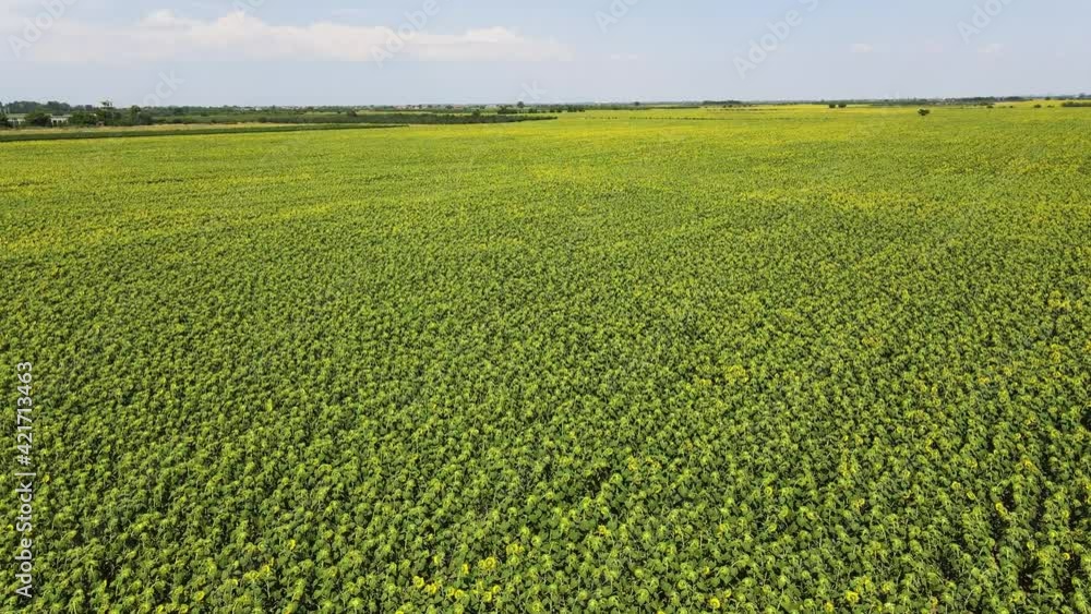 Aerial view of landscape sunflower field near city of Plovdiv, Bulgaria Aerial view of landscape sunflower field near city of Plovdiv, Bulgaria