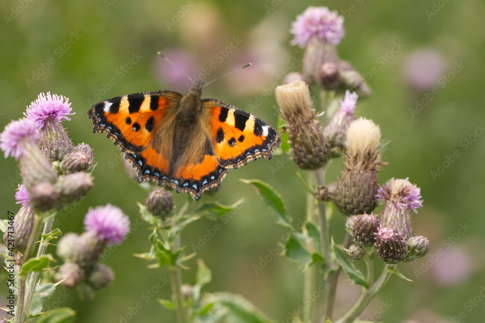 Kleiner Fuchs (Aglais urticae) Kleiner Fuchs (Aglais urticae)