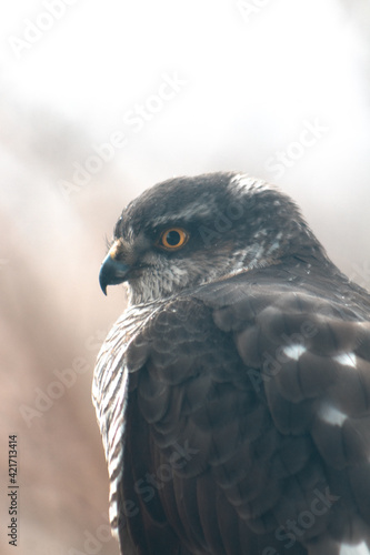 Close up portrait of dark bird of prey looking at prey