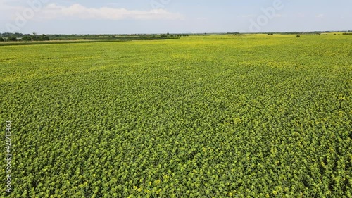 Aerial view of landscape sunflower field near city of Plovdiv, Bulgaria photo