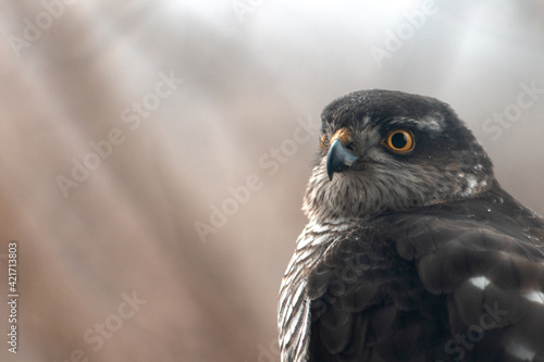 Close up portrait of dark bird of prey looking at prey
