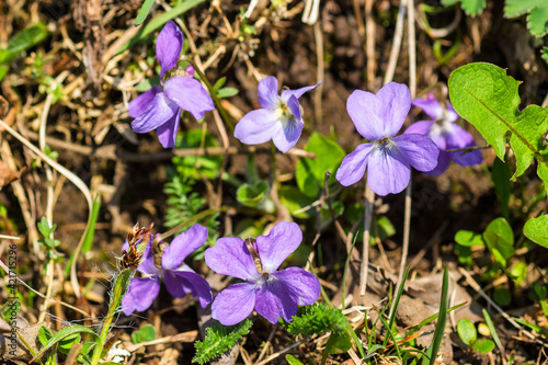 Viola flower on a meadow a sunny spring day