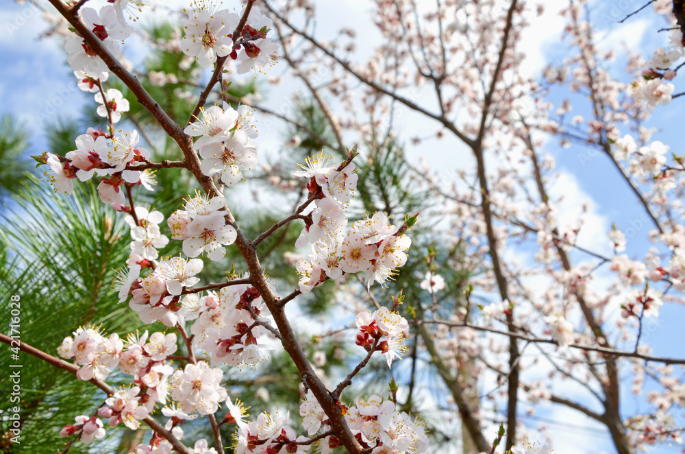 Branches of blossoming apricots against the blue sky. Branches of blossoming apricots against the blue sky.