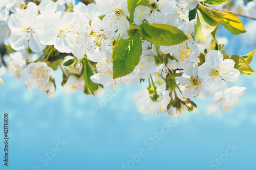 Cherry branch with white flowers.