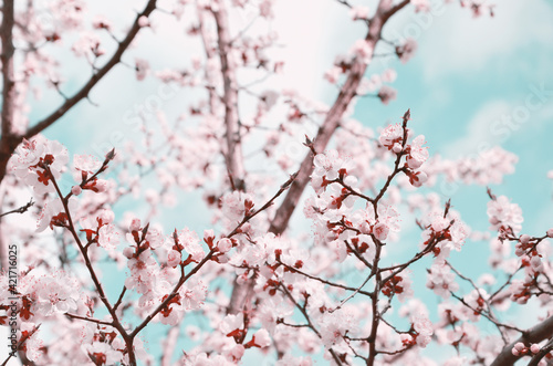 Branches of blossoming apricots against the blue sky.