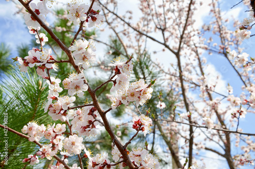 Branches of blossoming apricots against the blue sky.