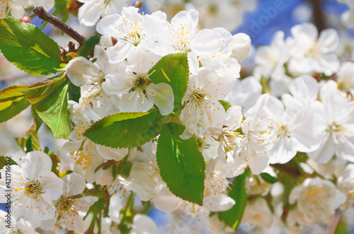 Blossoming cherry branch with white flowers and green leaves.