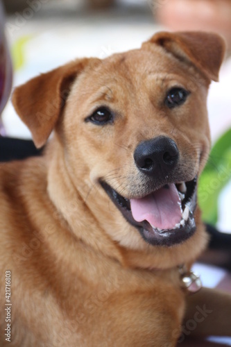 Brown traditional thai dog.Pity-faced dog.