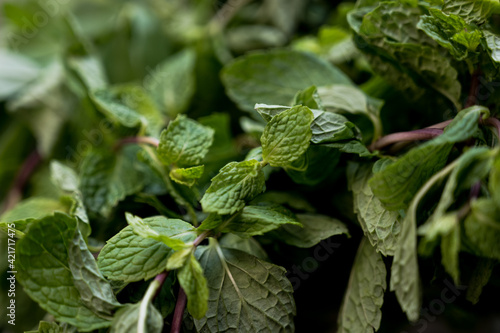 Wallpaper Mural fresh mint leaves Torontodigital.ca