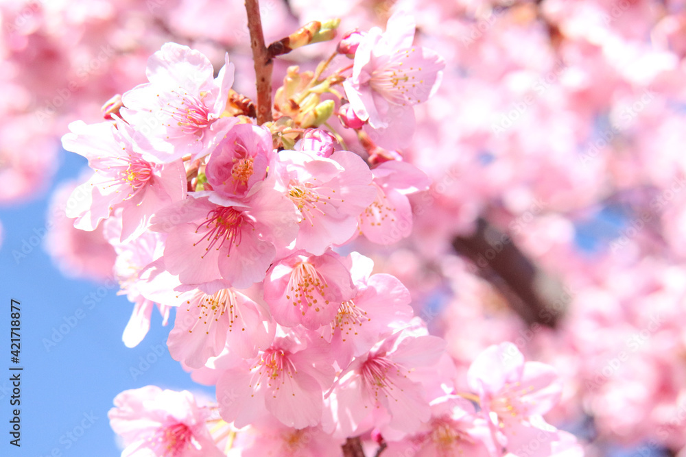 サクラ さくら 桜 ピンク 淡い パステル 鮮やか 美しい 花びら 春 満開 花見 